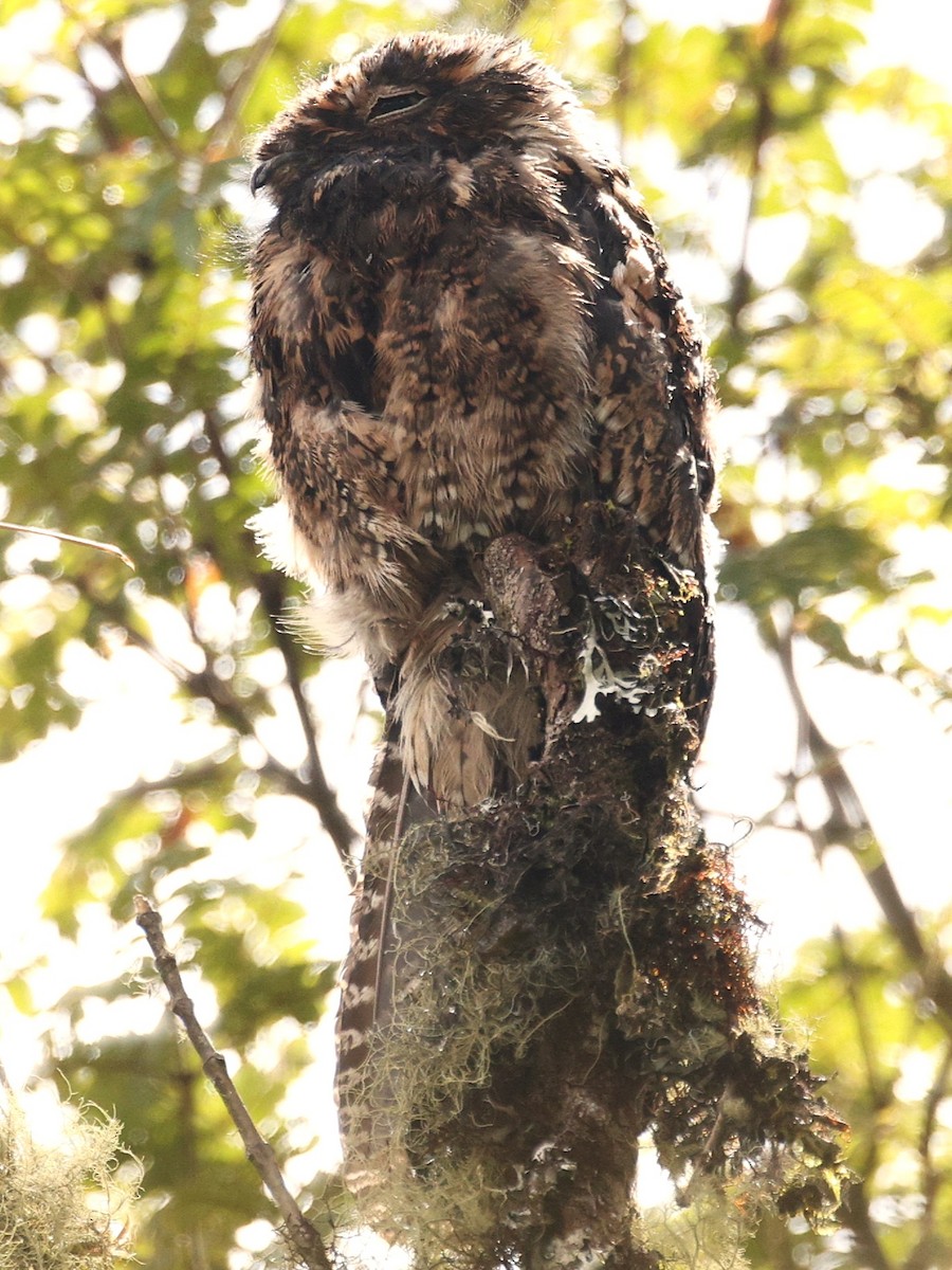 Andean Potoo - ML637698873