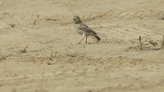 Sand Lark - ML637698874