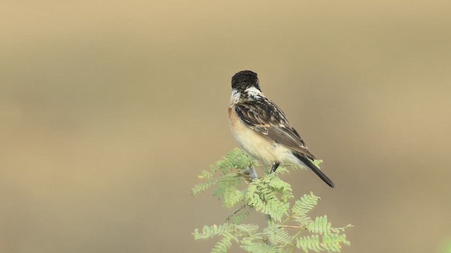 Tarier de Sibérie - ML637698888