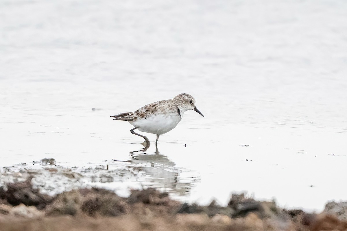 Little Stint - ML637698918