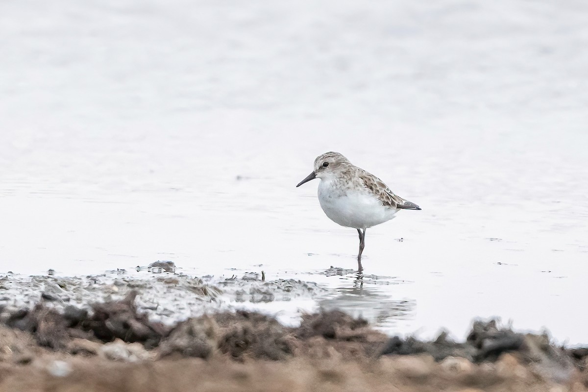 Little Stint - ML637698929