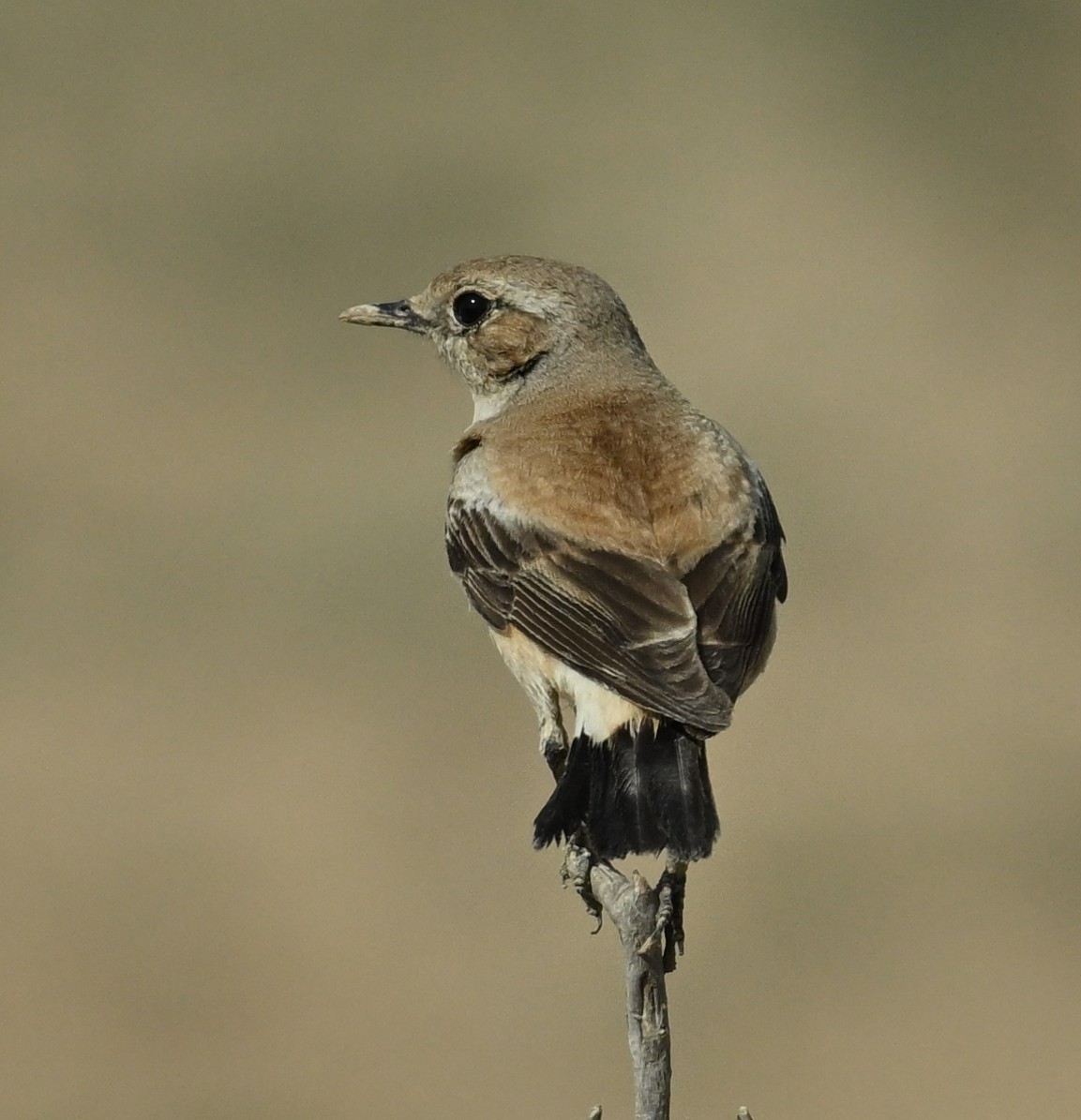 Desert Wheatear - ML637698934