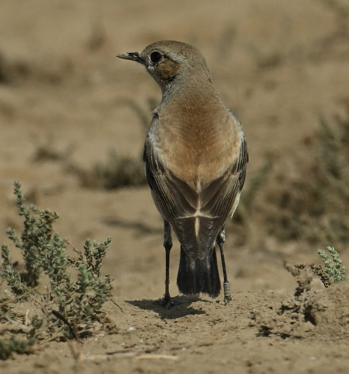 Desert Wheatear - ML637698935