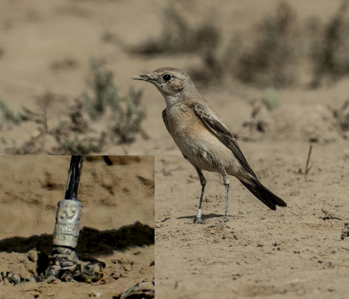 Desert Wheatear - ML637698936