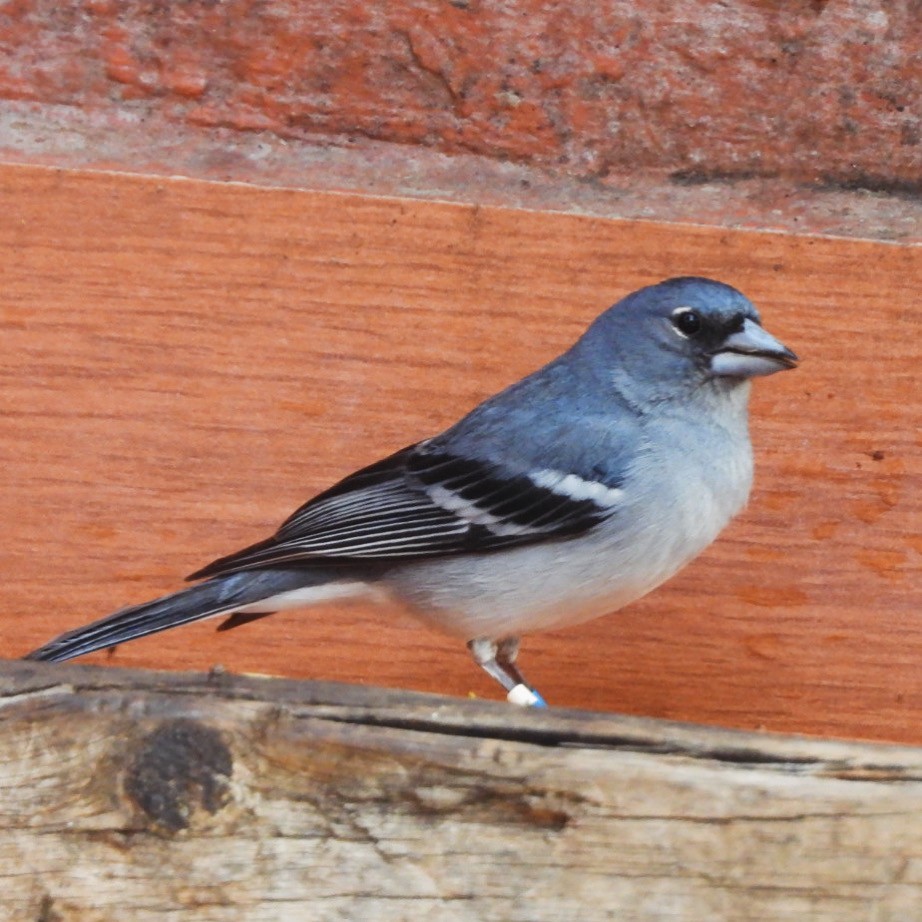 Gran Canaria Blue Chaffinch - ML637698937