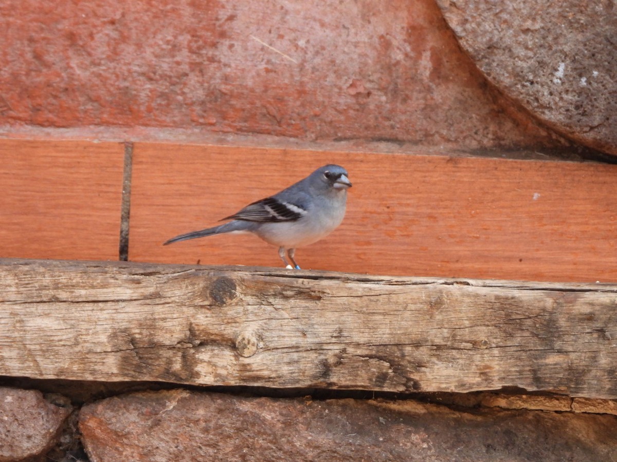 Gran Canaria Blue Chaffinch - ML637698938