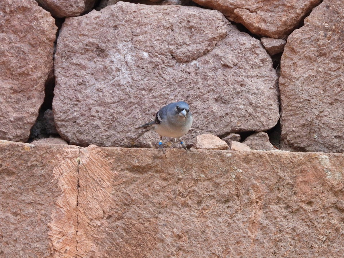 Gran Canaria Blue Chaffinch - ML637698939