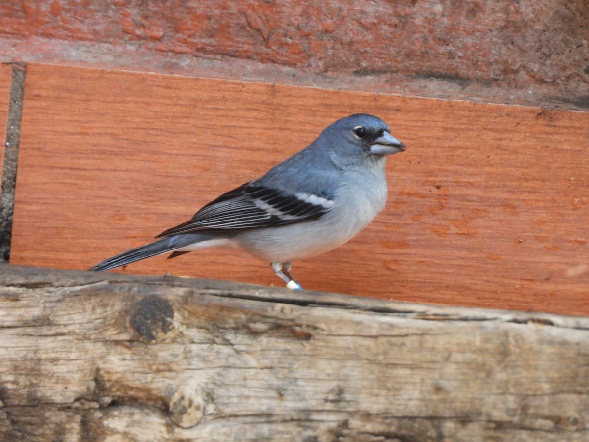 Gran Canaria Blue Chaffinch - ML637698940