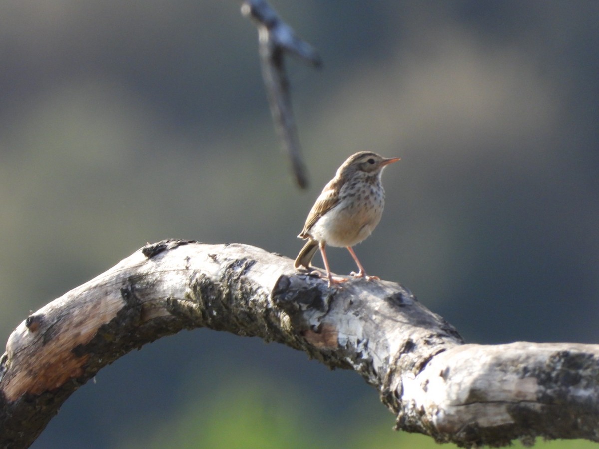 Berthelot's Pipit - ML637698969