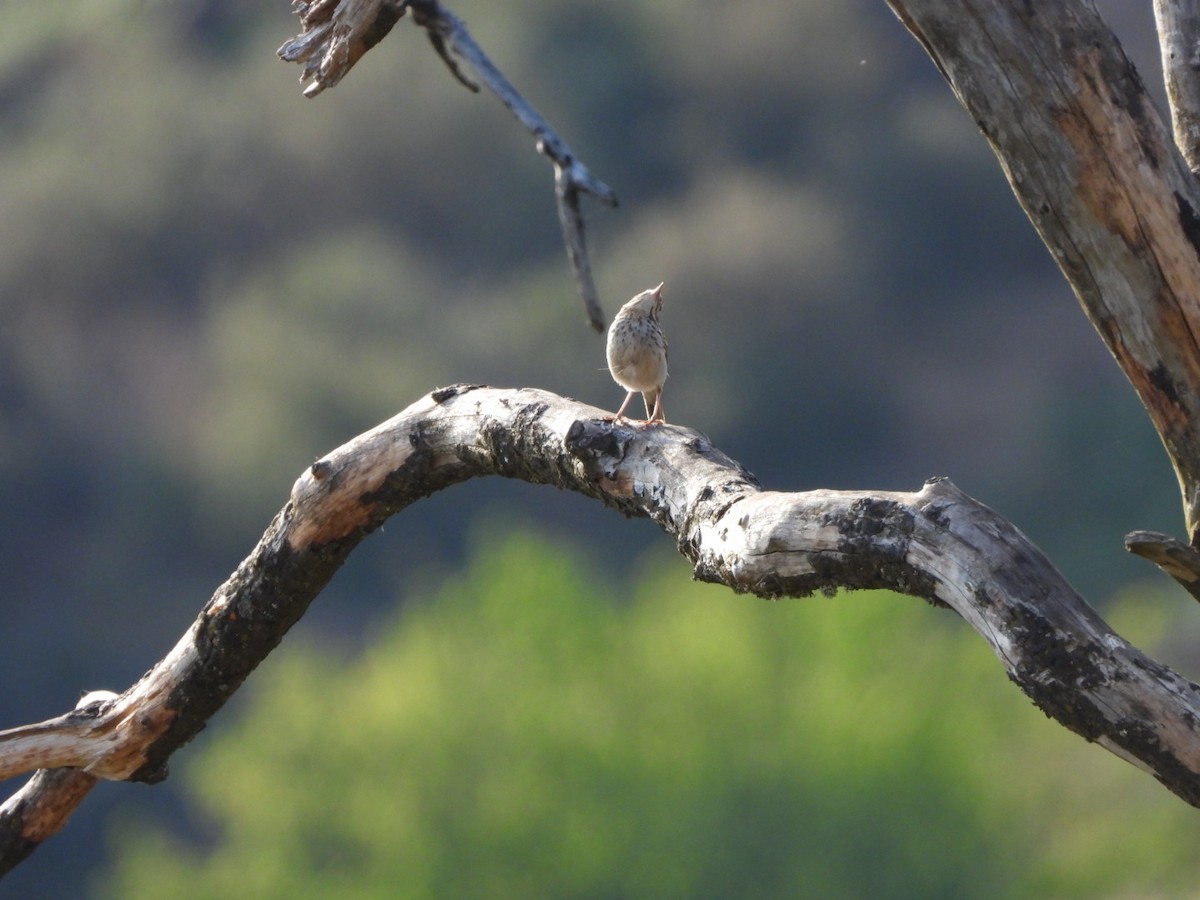 Berthelot's Pipit - ML637698971