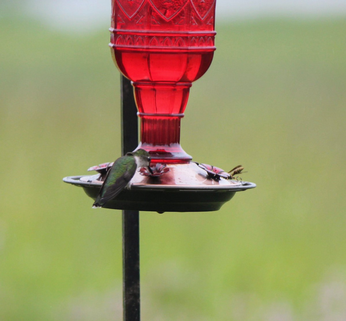 Colibri à gorge rubis - ML637698976