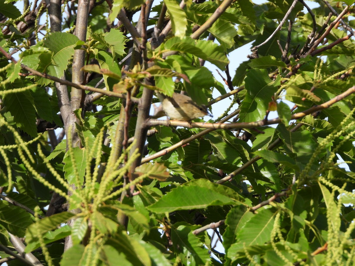 Canary Islands Chiffchaff - ML637698984