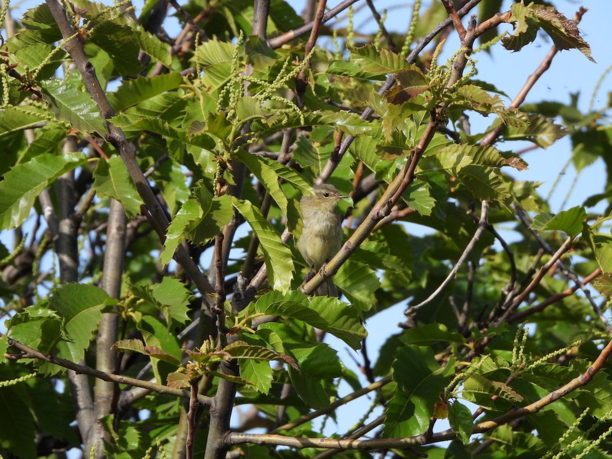 Canary Islands Chiffchaff - ML637698985