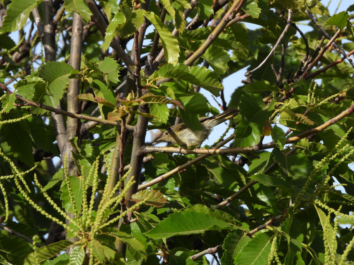 Canary Islands Chiffchaff - ML637698986