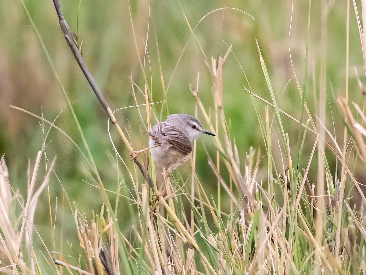River Prinia - ML637699012