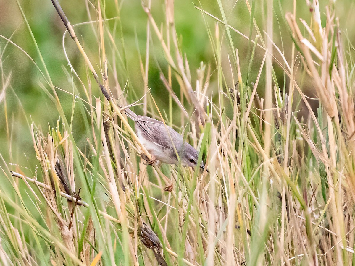 River Prinia - ML637699017