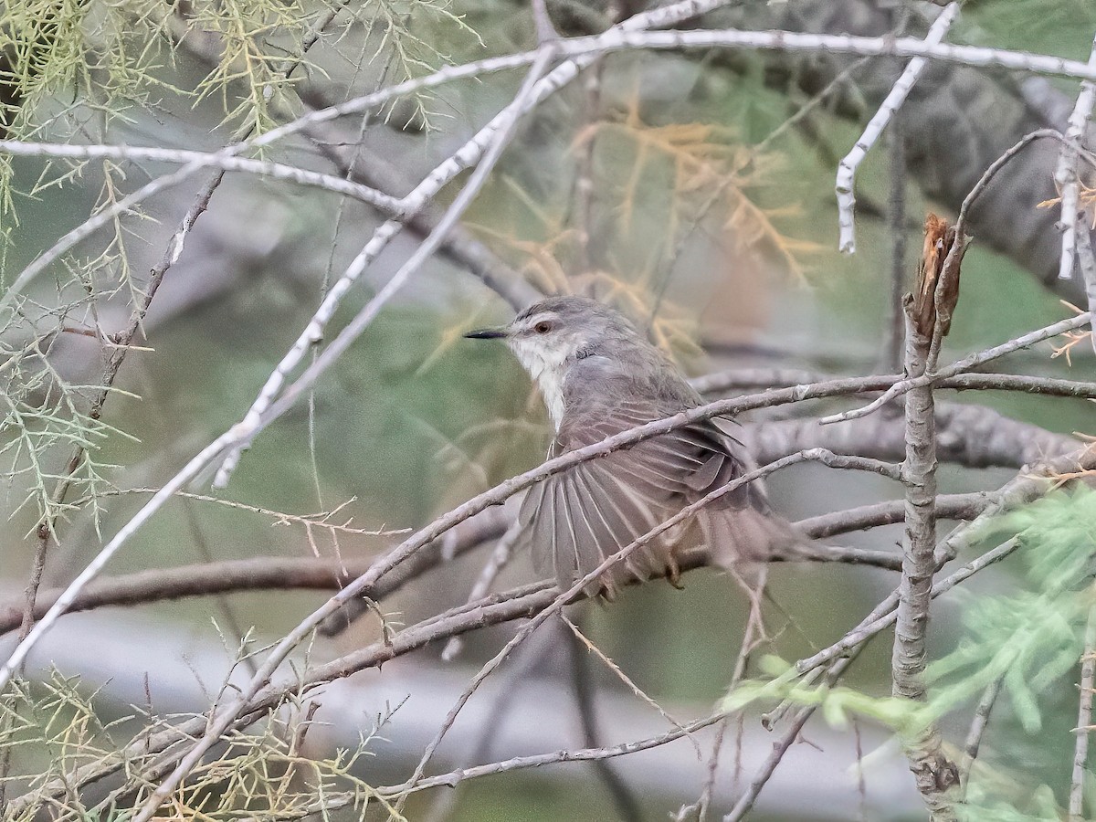 River Prinia - ML637699027
