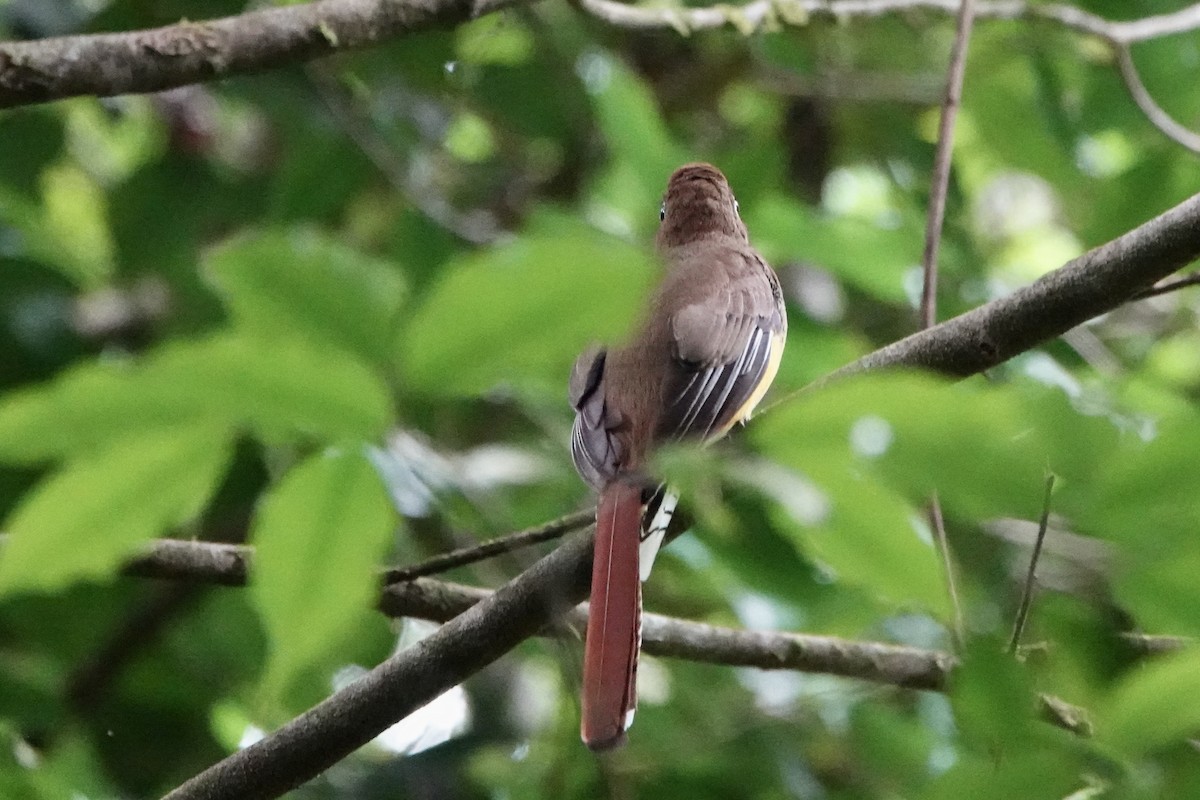 Northern Black-throated Trogon - ML637699099