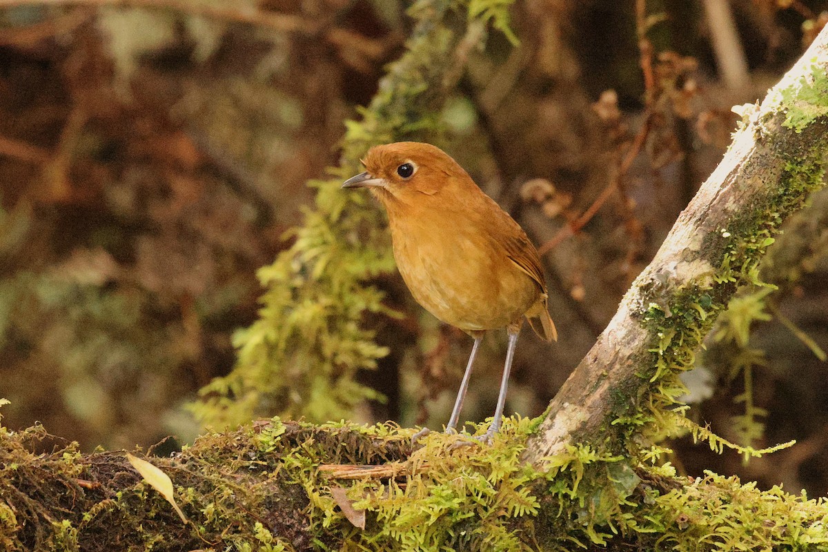antpitta sp. (Rufous/Chestnut Antpitta complex) - ML637699152