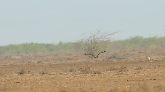 ニシオオノスリ - ML637699162