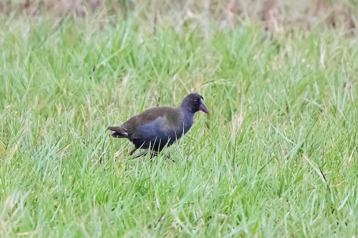 Allen's Gallinule - ML637699174