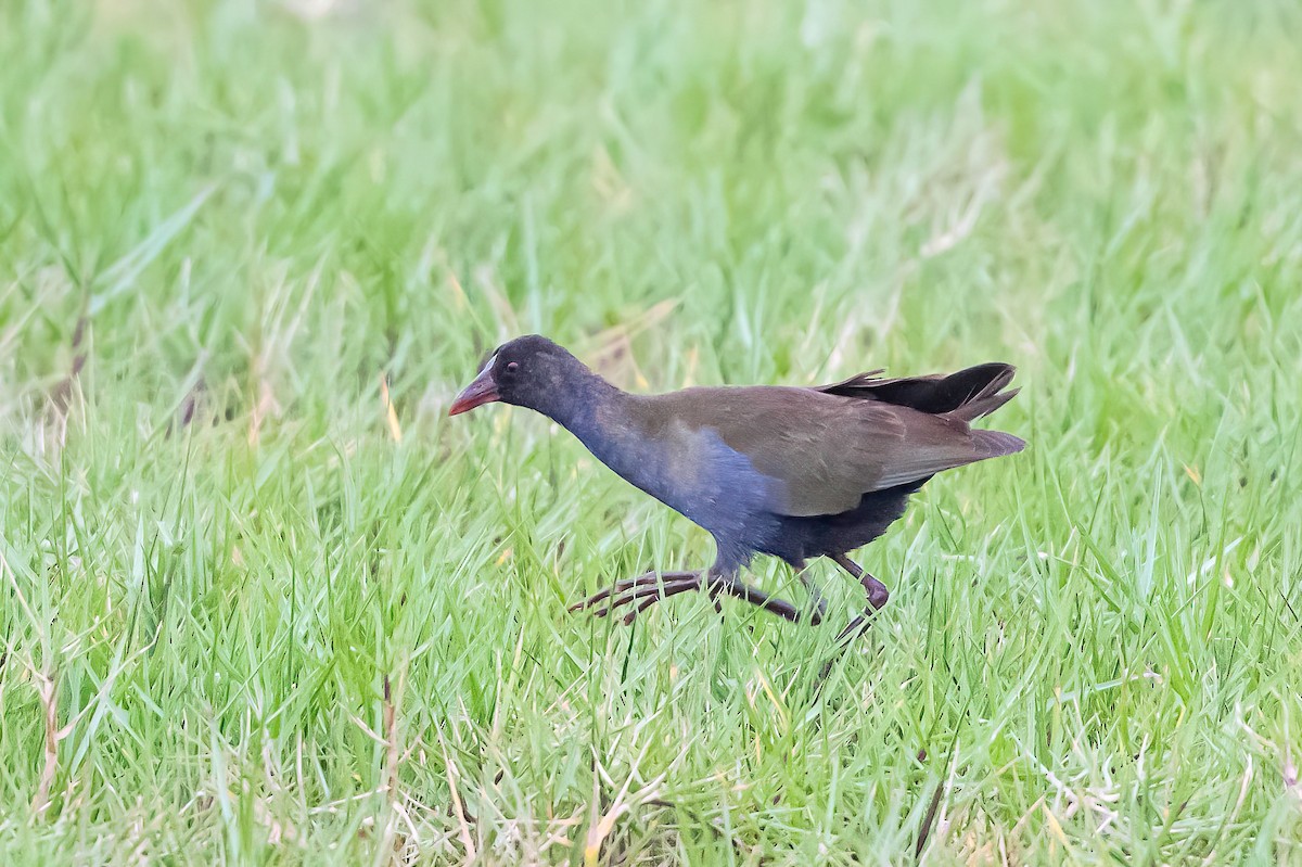 Allen's Gallinule - ML637699175