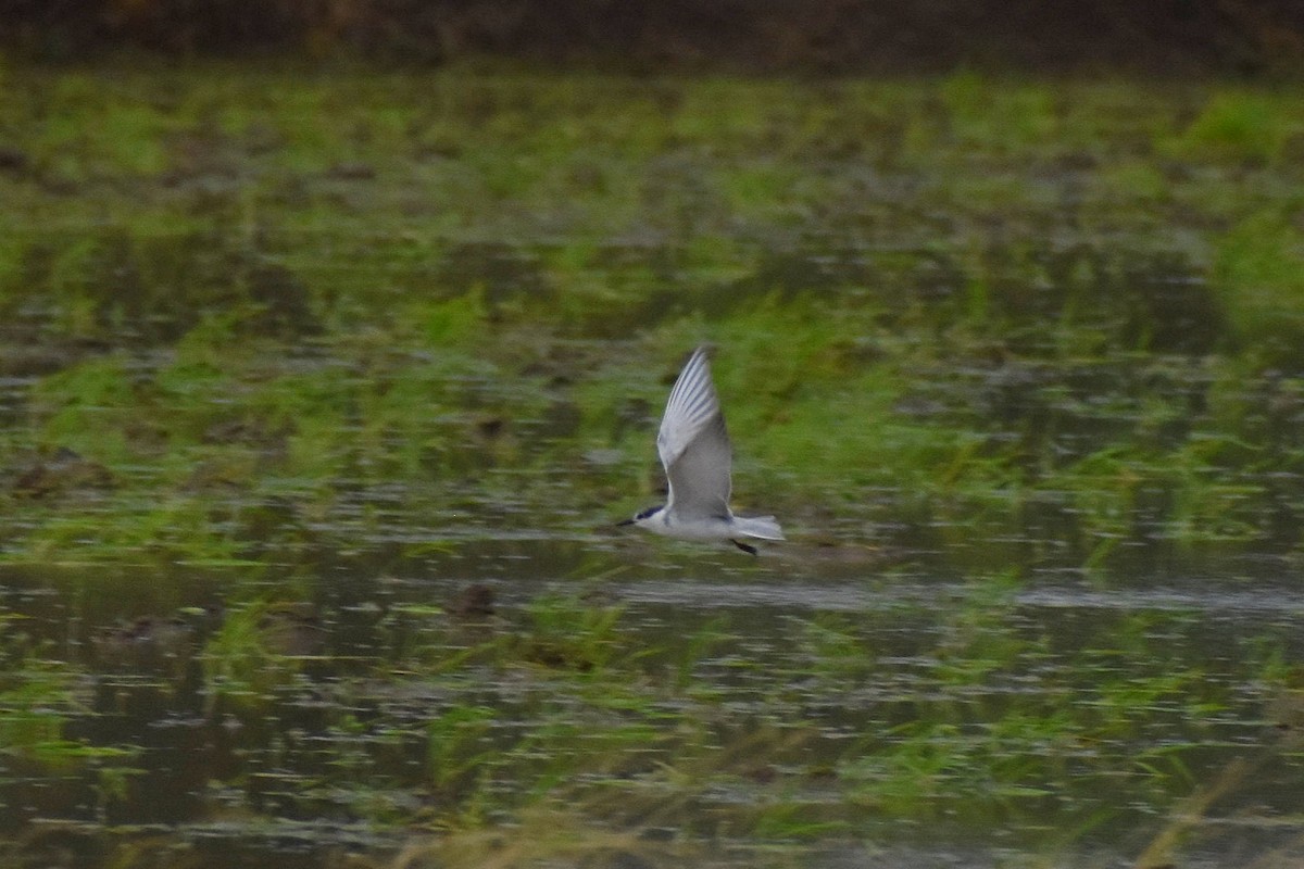 Whiskered Tern - ML637699192