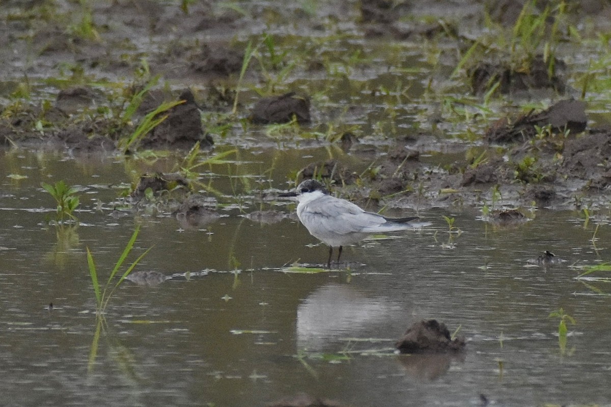 Whiskered Tern - ML637699193