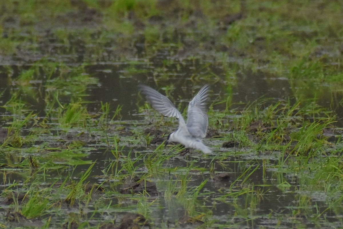 Whiskered Tern - ML637699194