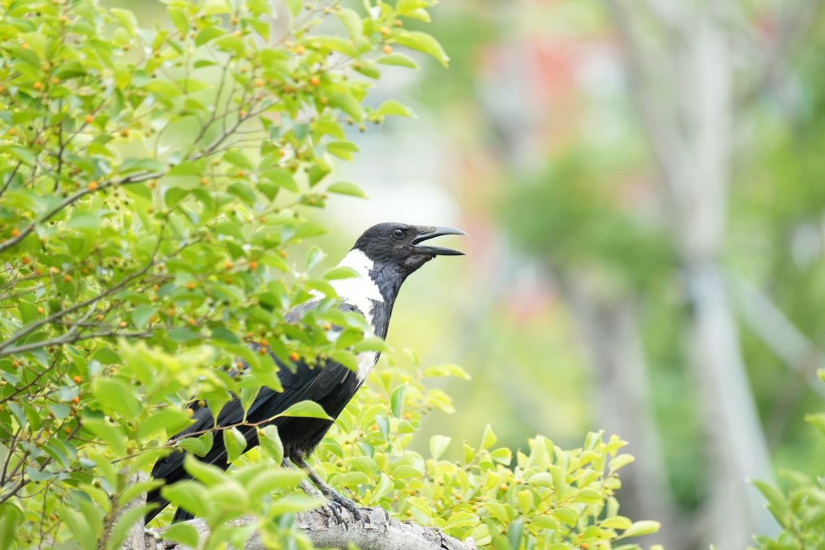 Collared Crow - ML637699217