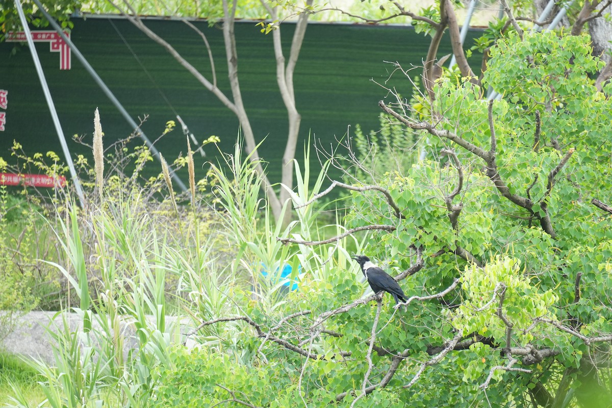 Collared Crow - ML637699218