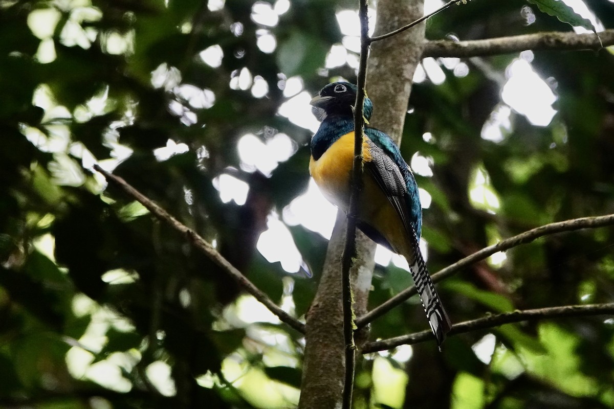Northern Black-throated Trogon - ML637699230