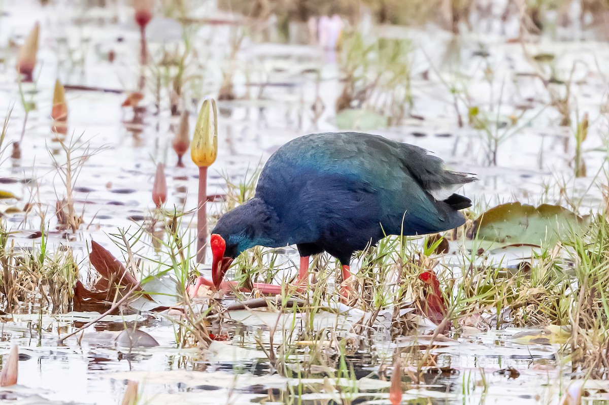 African Swamphen - ML637699271