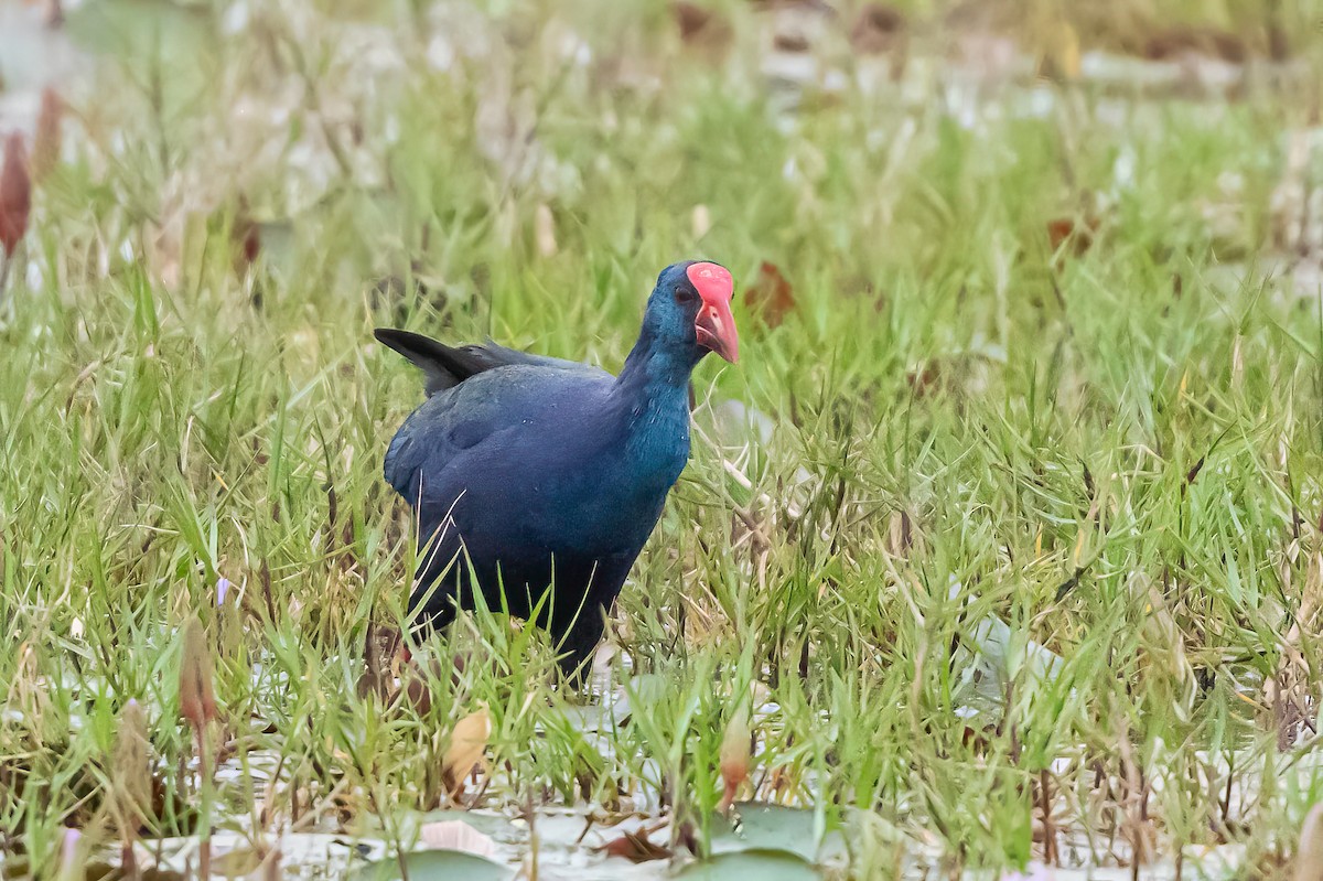 African Swamphen - ML637699276