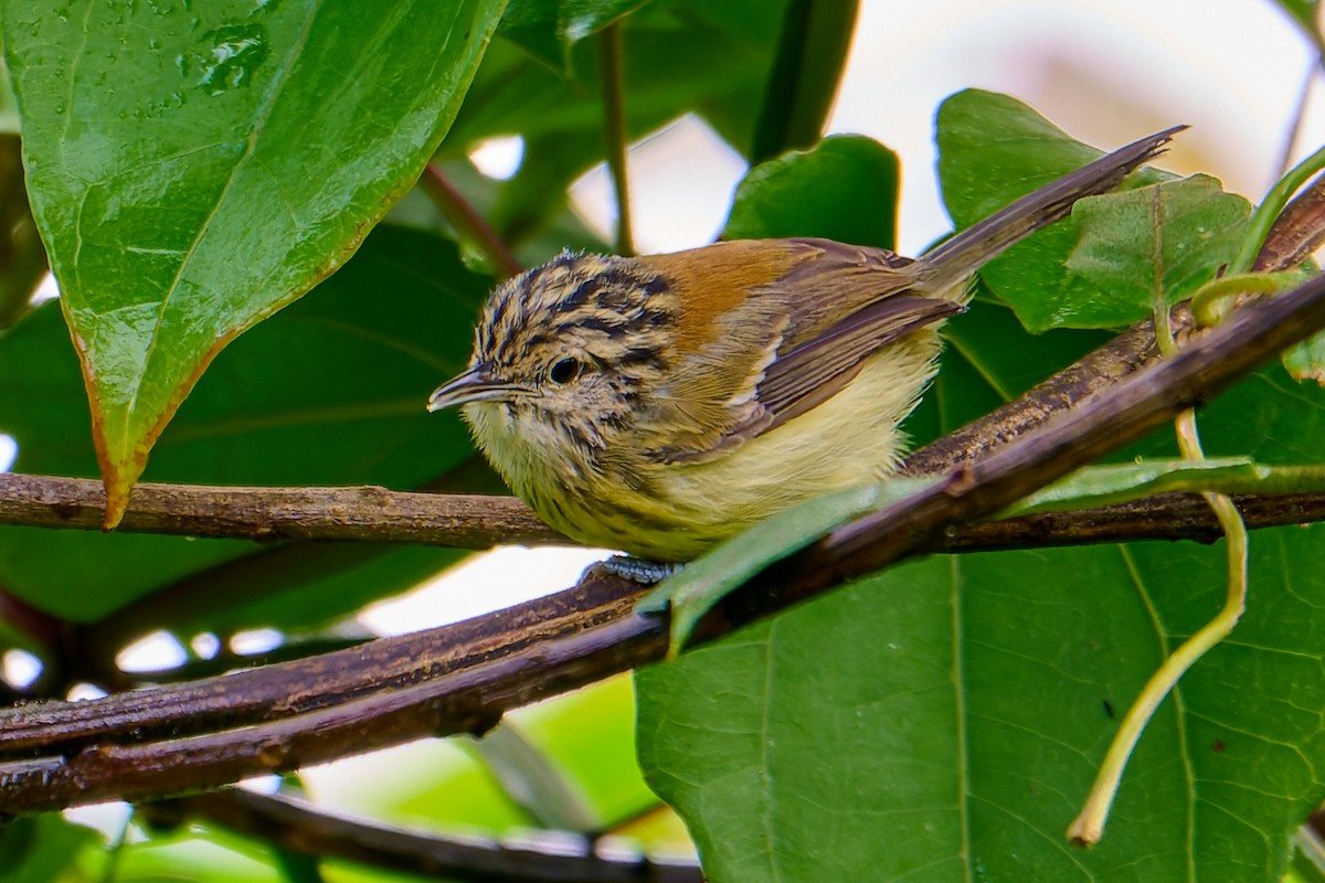 Streak-capped Antwren - ML637699281
