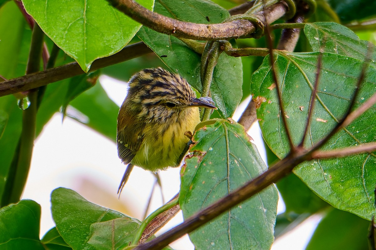 Streak-capped Antwren - ML637699282