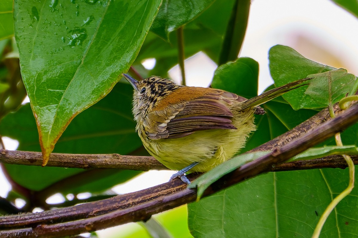 Streak-capped Antwren - ML637699283