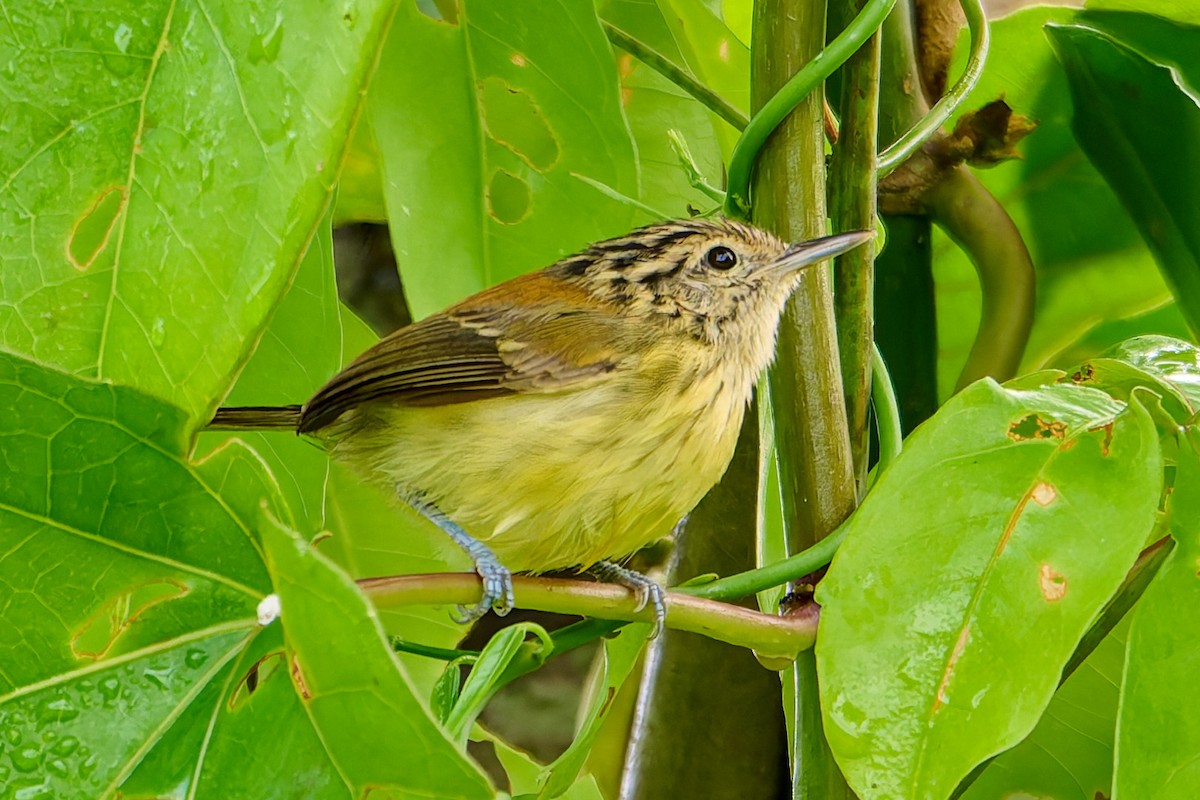 Streak-capped Antwren - ML637699284