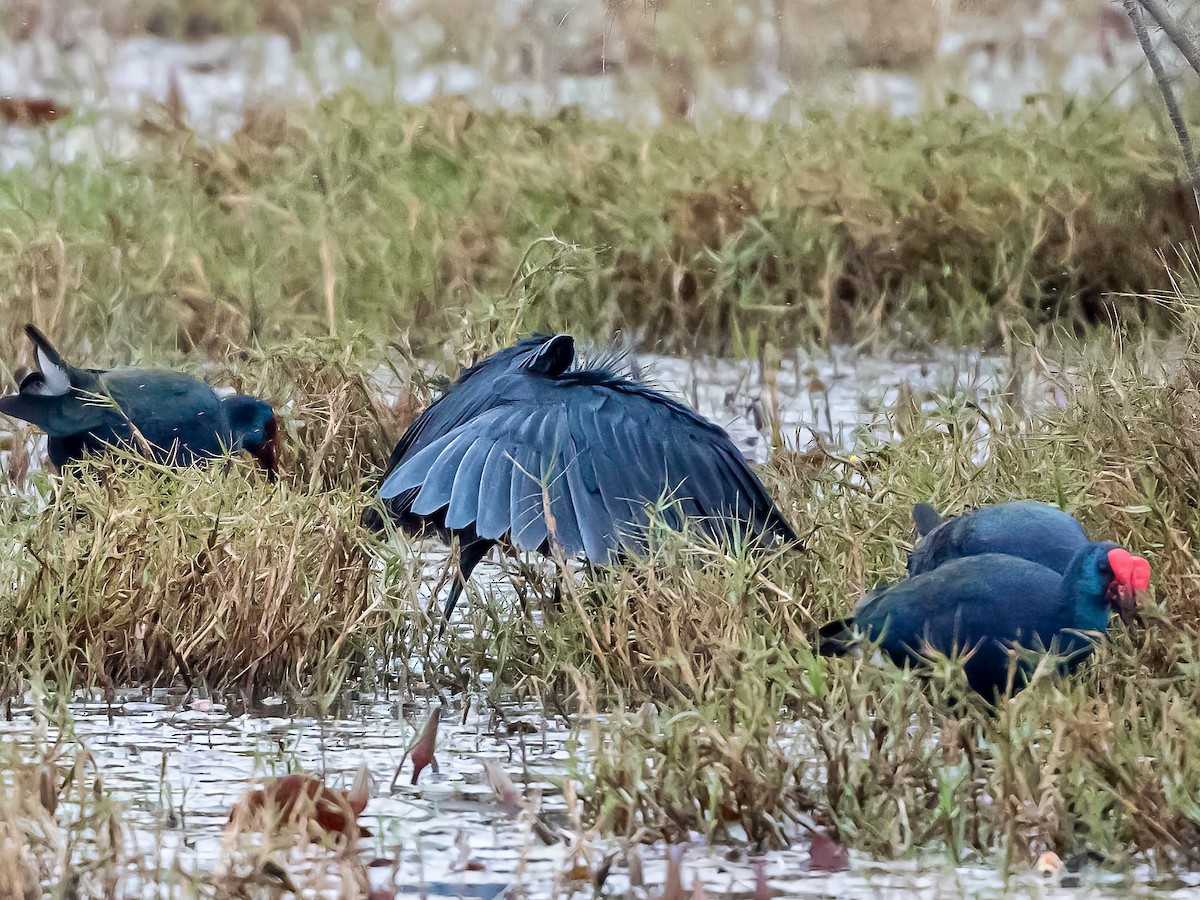 Black Heron - ML637699321