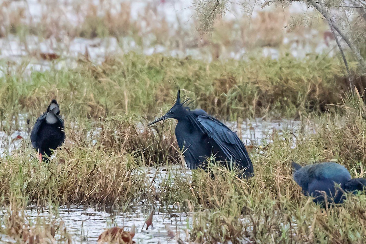 Black Heron - ML637699322