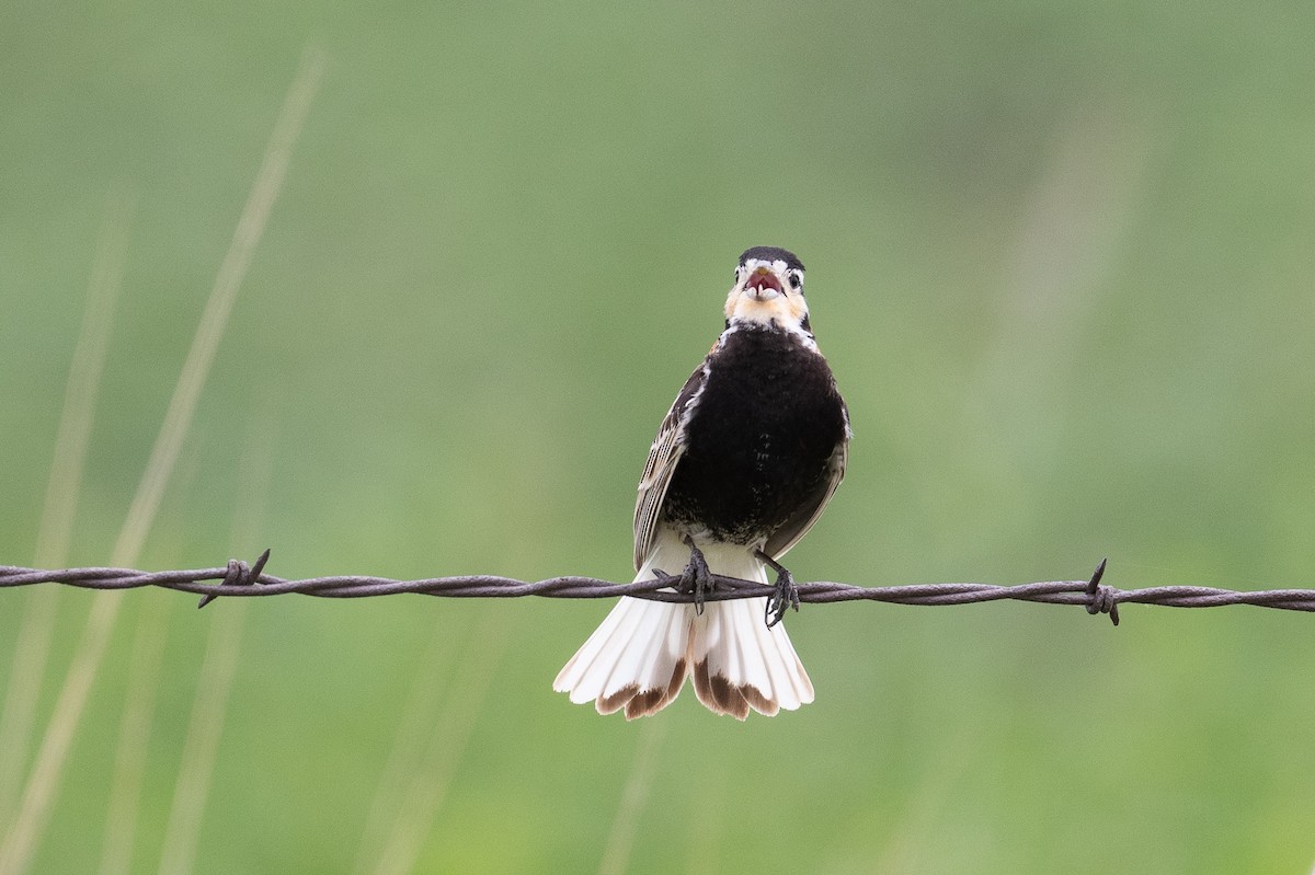 Chestnut-collared Longspur - ML637699329
