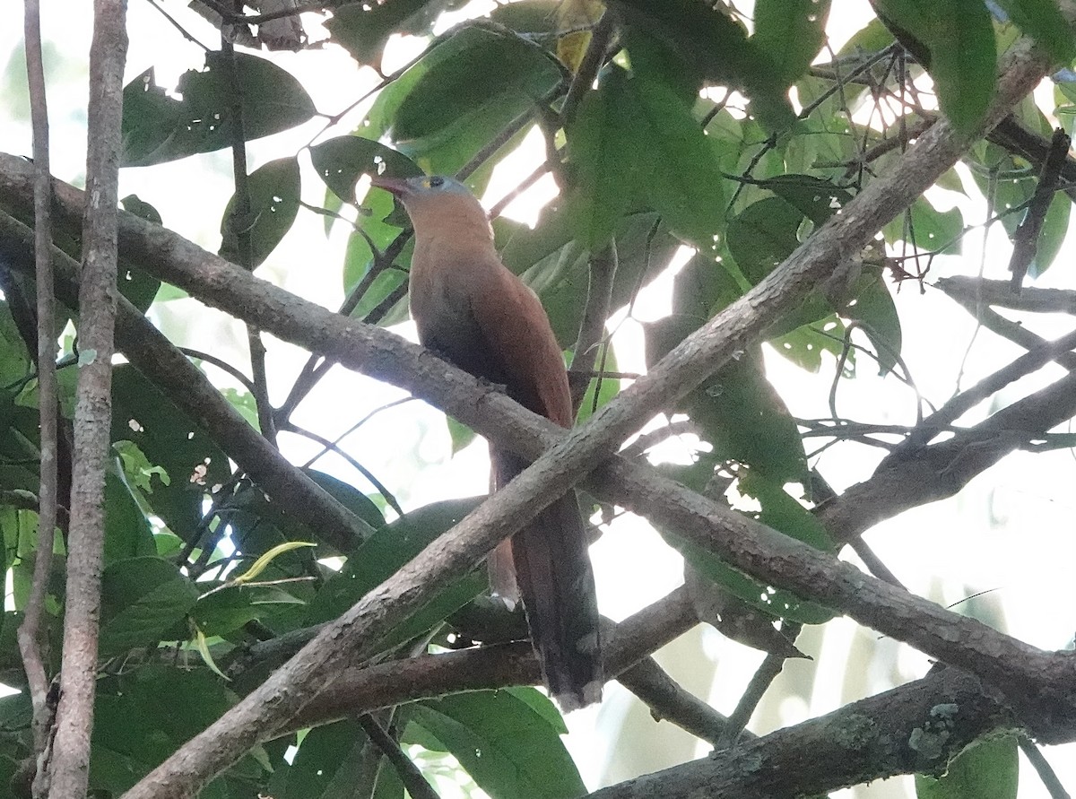 Black-bellied Cuckoo - ML637699357
