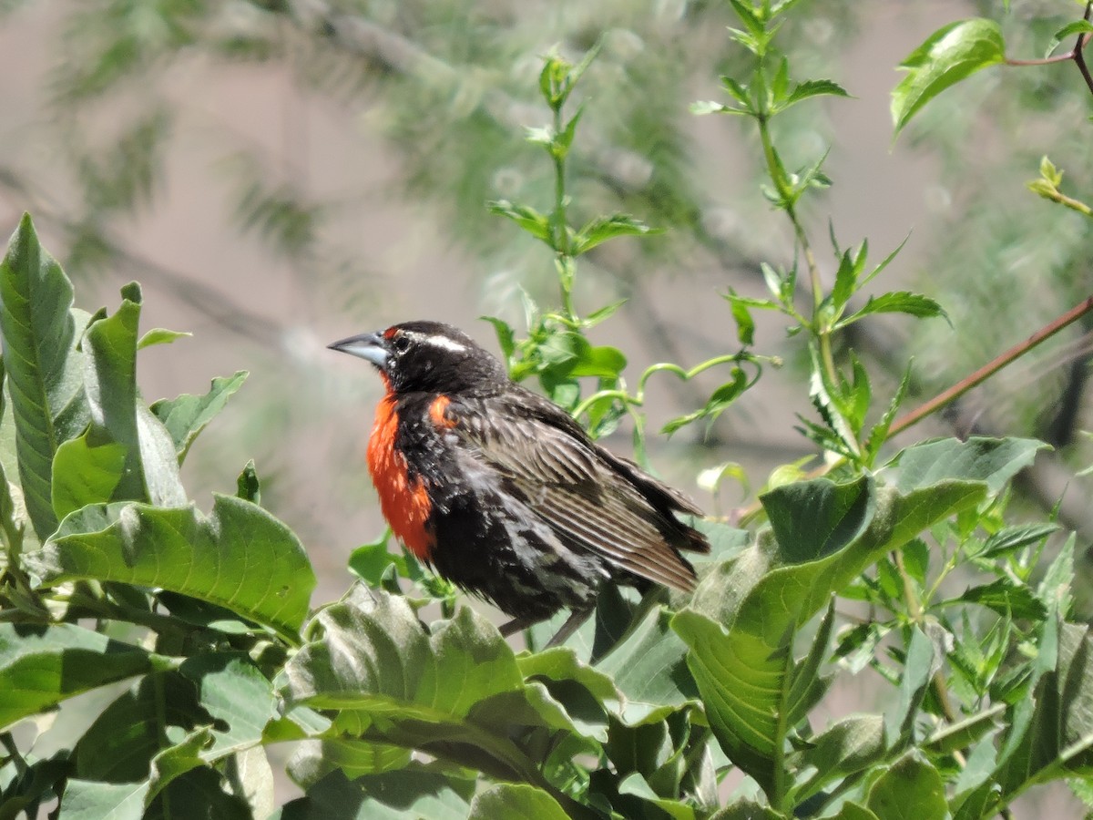 Peruvian Meadowlark - ML637699407