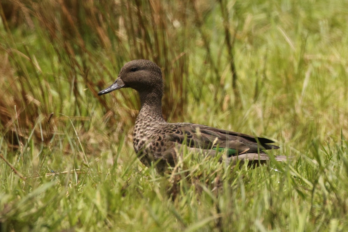 Andean Teal - ML637699408