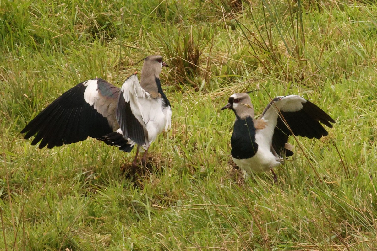 Southern Lapwing - ML637699474
