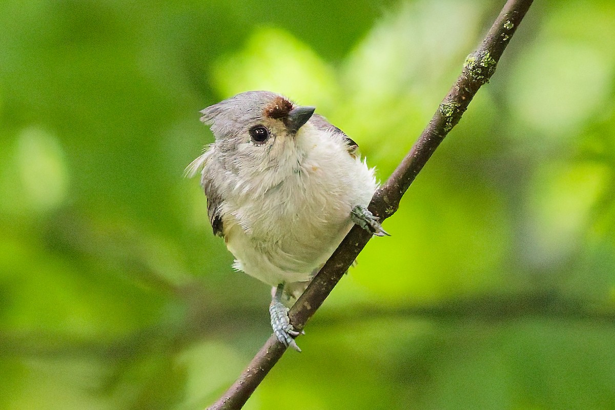 Tufted Titmouse - ML637699476