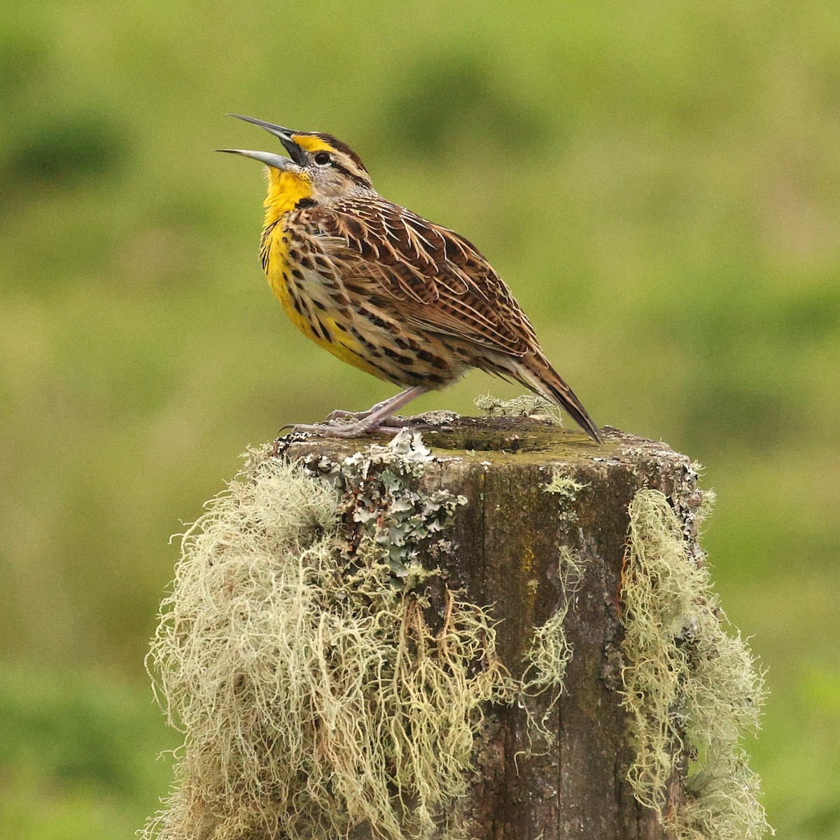 Eastern Meadowlark - ML637699487