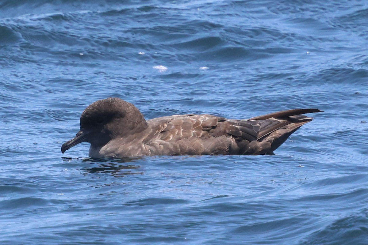 Short-tailed Shearwater - ML637699498
