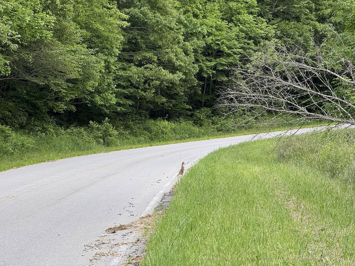 Ruffed Grouse - ML637699516