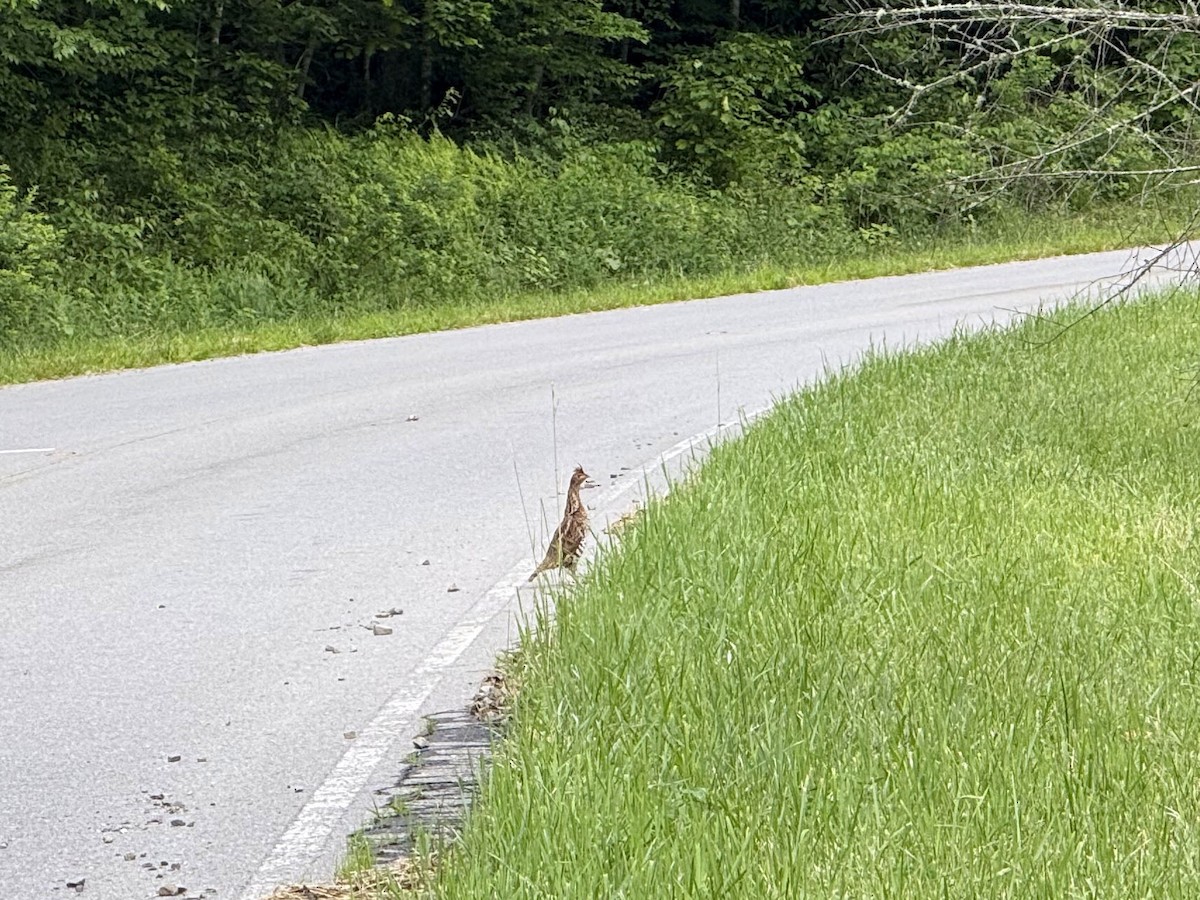 Ruffed Grouse - ML637699521